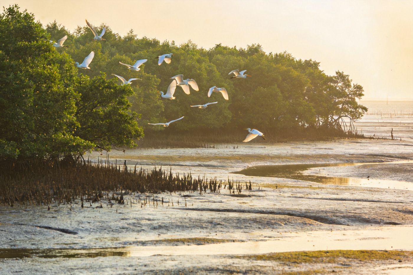 北海金海湾红树林：海边成片的红树林湿地，退潮时滩涂，白鹭飞过，生态湿地的自然风光