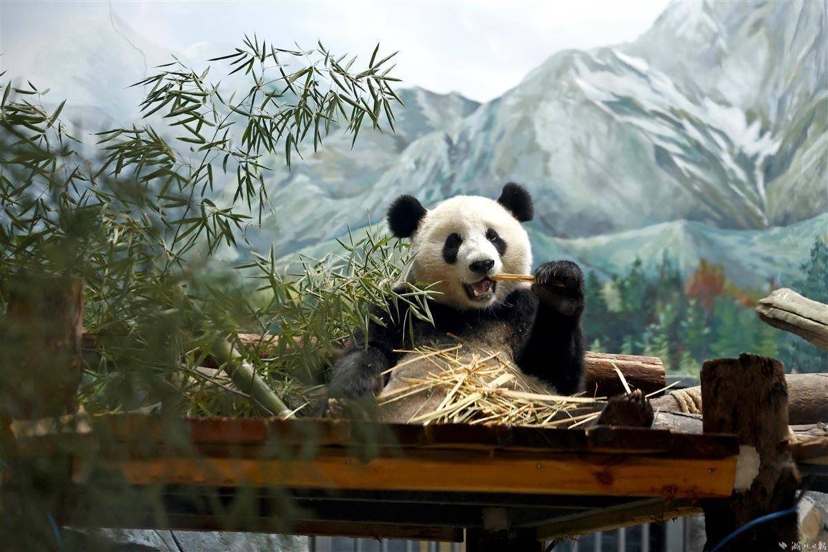 武汉动物园