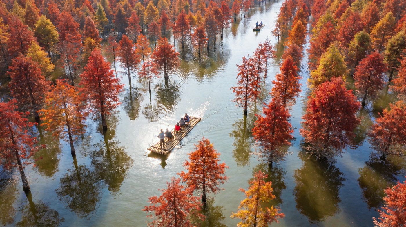 皖南落羽杉湿地公园，秋冬季节成片红色水杉林立浅水上，倒映水面如油画，可乘竹筏穿行色彩绚丽