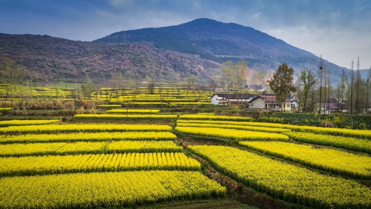 汉中 · 油菜花海