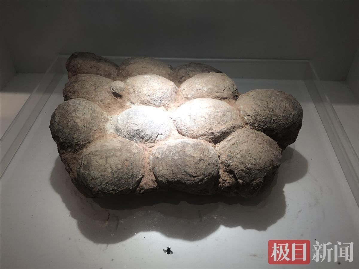 青龙山恐龙
